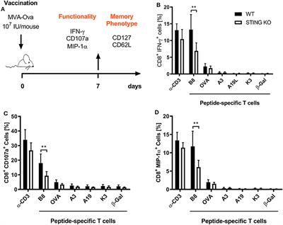 Efficient Induction of Cytotoxic T Cells by Viral Vector Vaccination Requires STING-Dependent DC Functions